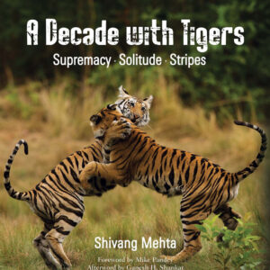 A Decade with Tigers: Supremacy. Solitude. Stripes
