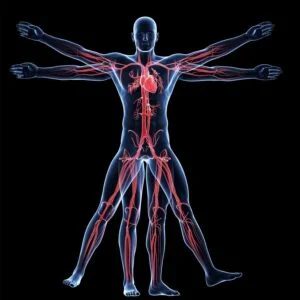 Anatomy & Physiology
