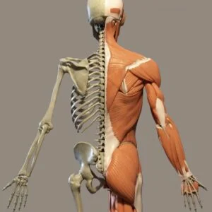 Anatomy